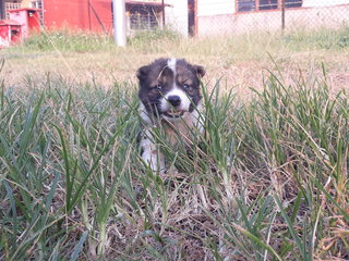 Pancake &amp; Waffle - Mixed Breed Dog