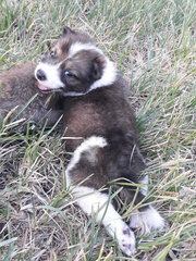 Pancake &amp; Waffle - Mixed Breed Dog