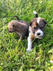 Pancake &amp; Waffle - Mixed Breed Dog