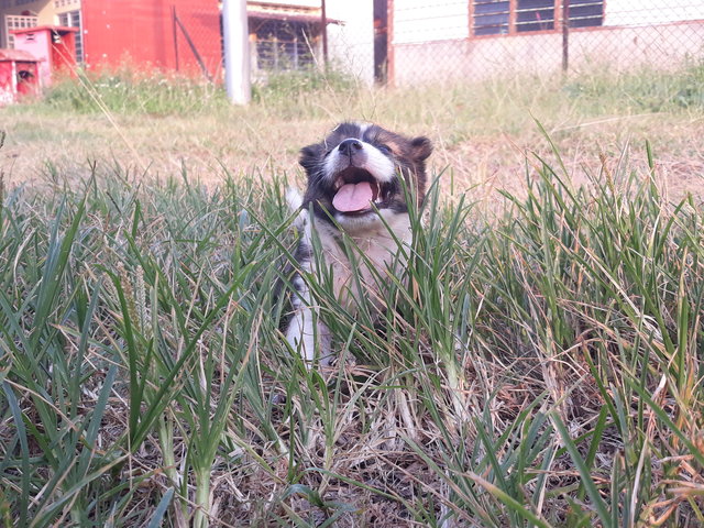 Pancake &amp; Waffle - Mixed Breed Dog