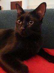 Blacc - Domestic Short Hair Cat