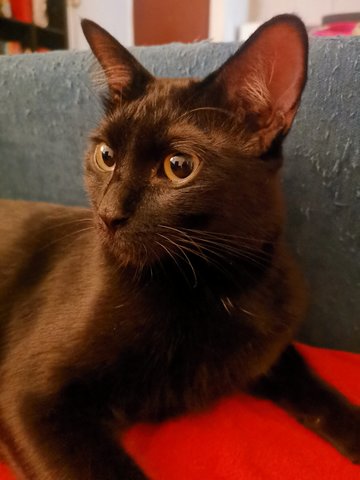 Blacc - Domestic Short Hair Cat