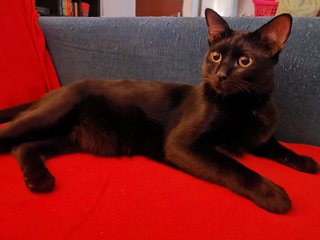 Blacc - Domestic Short Hair Cat