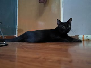 Blacc - Domestic Short Hair Cat