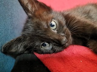 Blaccmini - Domestic Short Hair Cat