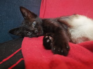 Blaccmini - Domestic Short Hair Cat