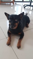 Tina - Mixed Breed Dog