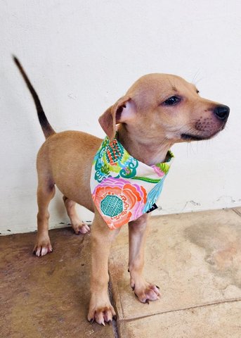 2 Puppies For Adoption! - Mixed Breed Dog