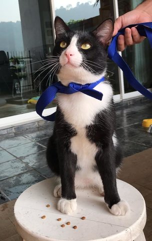 Tuxedo - Domestic Short Hair Cat