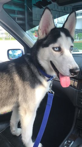 Lexi - Husky Dog