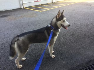 Lexi - Husky Dog