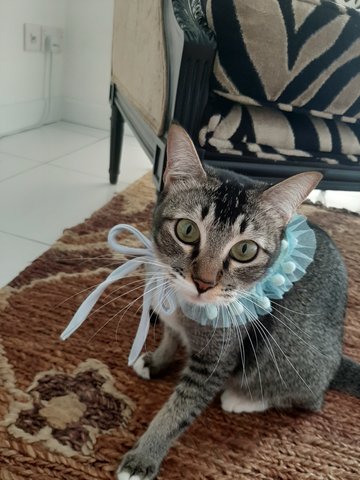 Dubae - Domestic Short Hair Cat