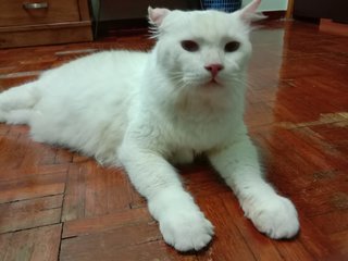 Fluffy - Ragdoll Cat