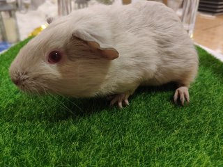 America Gp Siste - Guinea Pig Small & Furry