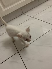 Snowy  - Domestic Short Hair Cat