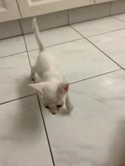 Snowy  - Domestic Short Hair Cat