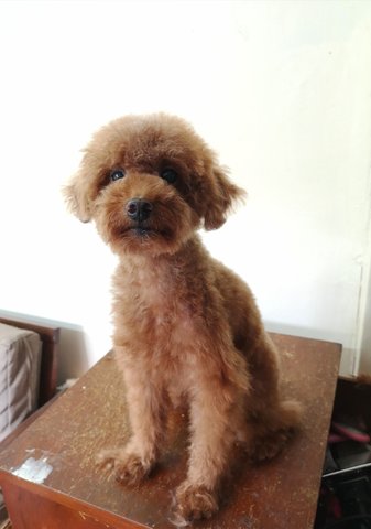 Mocha - Poodle Dog