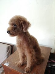 Mocha - Poodle Dog