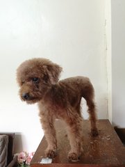 Mocha - Poodle Dog