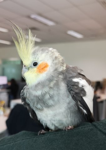 Unknown, We Now Call Him Bert Bert - Cockatiel Bird