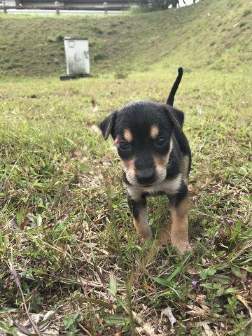 Four Furry Pups  - Mixed Breed Dog