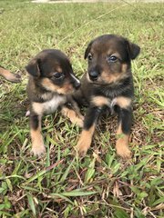 Four Furry Pups  - Mixed Breed Dog