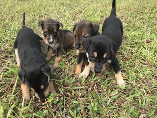 Four Furry Pups  - Mixed Breed Dog