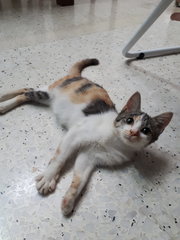 Neutered Fat Baby - Calico + Domestic Short Hair Cat