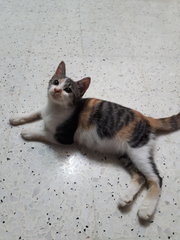 Neutered Fat Baby - Calico + Domestic Short Hair Cat