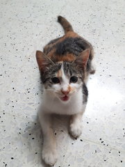 Neutered Fat Baby - Calico + Domestic Short Hair Cat