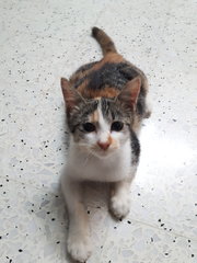 Neutered Fat Baby - Calico + Domestic Short Hair Cat