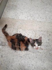 Neutered Fat Baby - Calico + Domestic Short Hair Cat