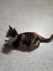 Neutered Fat Baby - Calico + Domestic Short Hair Cat