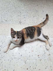 Neutered Fat Baby - Calico + Domestic Short Hair Cat