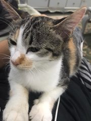 Neutered Fat Baby - Calico + Domestic Short Hair Cat