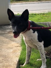 Tucker - Fox Terrier Mix Dog