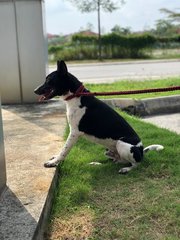 Tucker - Fox Terrier Mix Dog