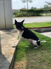 Tucker - Fox Terrier Mix Dog