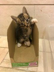 Zephyr (Now Mr. Molly) - Domestic Short Hair + Tabby Cat