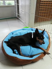 Pumba Ohana - Miniature Pinscher Dog