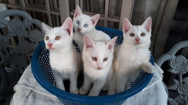 Pure White Kittens - Domestic Short Hair Cat