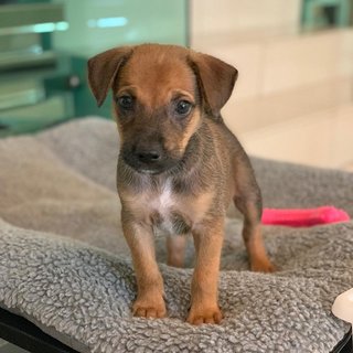 Playful Tyrion - 6 weeks