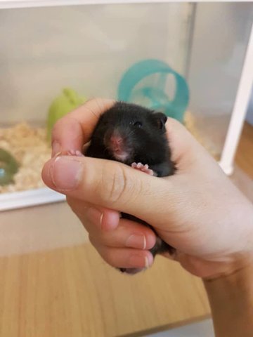 Niffler - Syrian / Golden Hamster Hamster