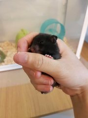 Niffler - Syrian / Golden Hamster Hamster