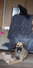 Pepper (Cat And Dog Friendly)  - Mixed Breed Dog