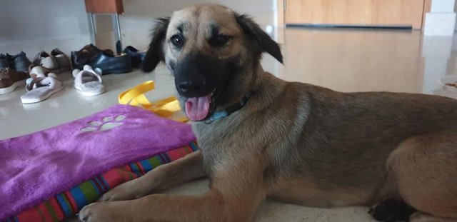 Pepper (Cat And Dog Friendly)  - Mixed Breed Dog