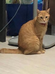 Tigger - Domestic Short Hair Cat