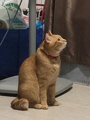 Tigger - Domestic Short Hair Cat