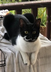 Pera Poirot - Tuxedo Cat