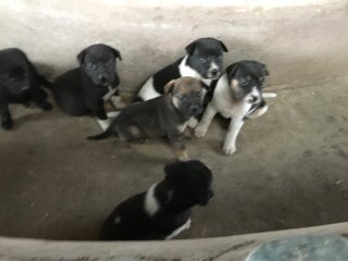 Cute Pups Need A Home! - Mixed Breed Dog